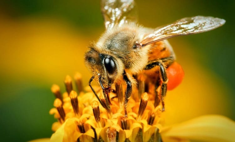 Honey Is Incredibly Expensive To Produce For Bees
