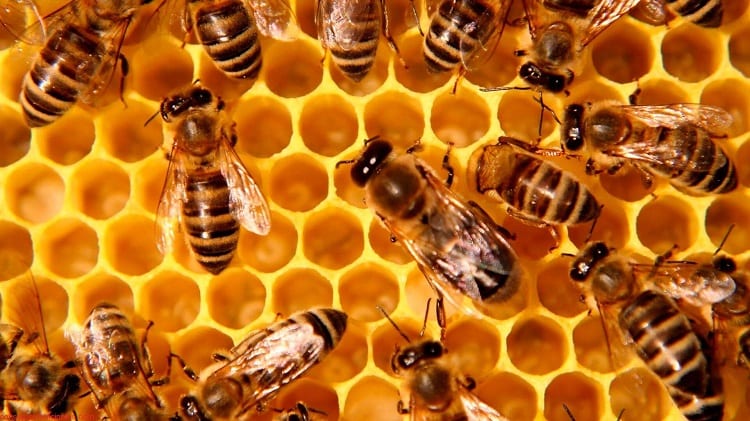Bees Can't Agree To Give Us Their Honey