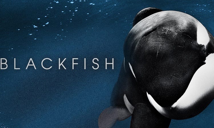 #1 Blackfish